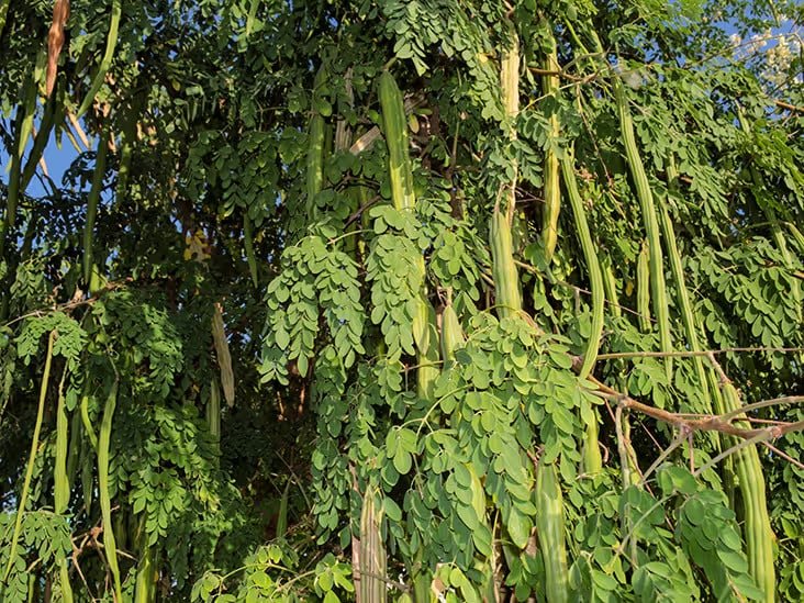 1757368356 709 Top 5 trees to add to your garden this monsoon