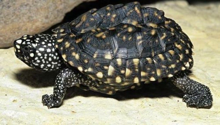 1758061700 821 Top 5 threatened wild animals in Pakistan