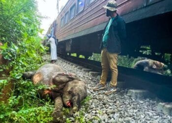 6 elephants killed as passenger train derails after crashing into herd in Sri Lanka