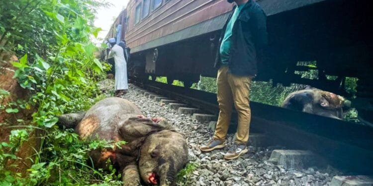 6 elephants killed as passenger train derails after crashing into herd in Sri Lanka