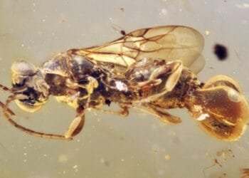 A Venus flytrap wasp? Scientists uncover an ancient insect preserved in amber that snatched its prey