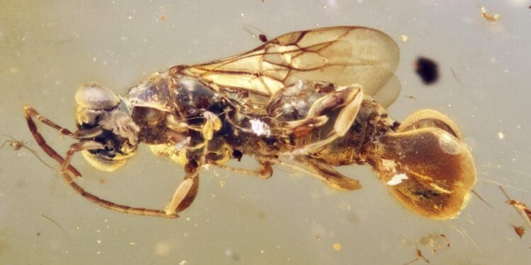 A Venus flytrap wasp? Scientists uncover an ancient insect preserved in amber that snatched its prey