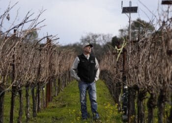 AI made its way to vineyards. Here’s how the technology is helping make your wine