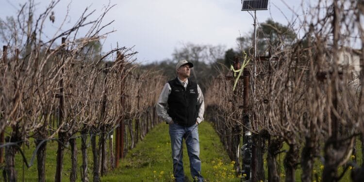 AI made its way to vineyards. Here’s how the technology is helping make your wine