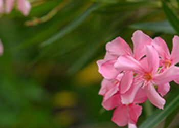 Abu Dhabi bans cultivation of poisonous oleander plant to protect public health