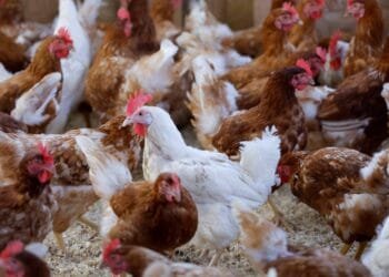 Abu Dhabi shuts down poultry farm for violating food safety law