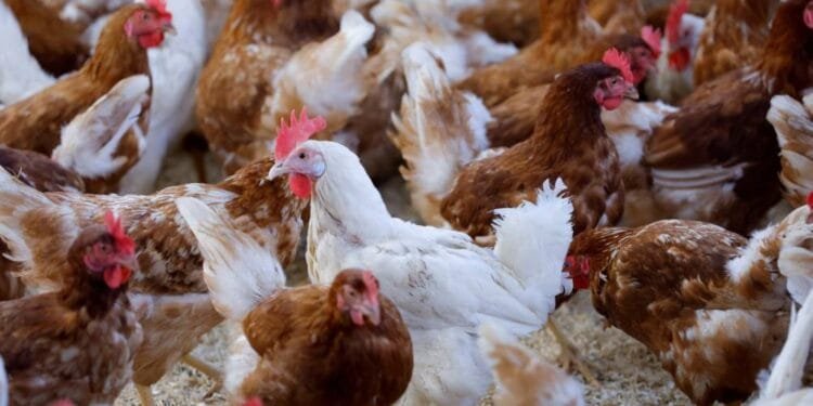 Abu Dhabi shuts down poultry farm for violating food safety law