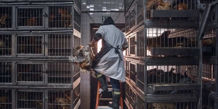 Agriculture Department tries to rehire fired workers tied to bird flu response