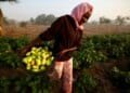 Dubai News TV - Dubai News 67 Amid the fertiliser crisis, Africa has a chemical-free option: Agroecology