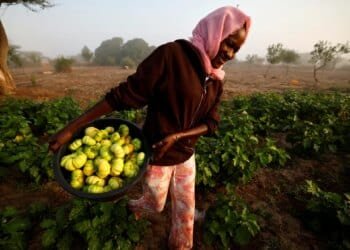 Amid the fertiliser crisis, Africa has a chemical-free option: Agroecology 16 Amid the fertiliser crisis, Africa has a chemical-free option: Agroecology