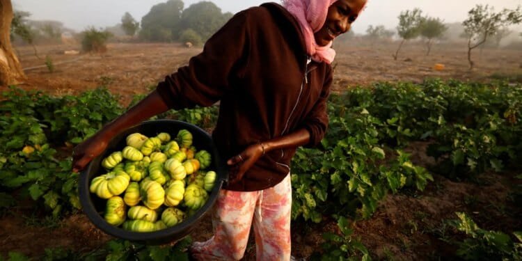 Dubai News TV - Dubai News 59 Amid the fertiliser crisis, Africa has a chemical-free option: Agroecology