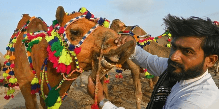 Between reverence and reality: The lost spirit of Eidul Azha 1 Between reverence and reality: The lost spirit of Eidul Azha