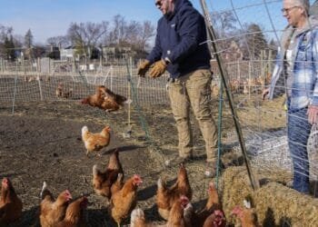 Can suspending a cage-free egg law solve the soaring price problem? Nevada takes a crack at it