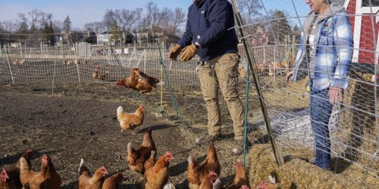 Can suspending a cage-free egg law solve the soaring price problem? Nevada takes a crack at it