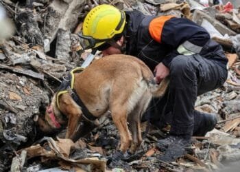 Dog’s inquisitiveness helps Pakistani police solve murder mystery