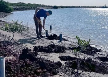 Eco body plants over 11,000 mangrove seedlings in Sharjah