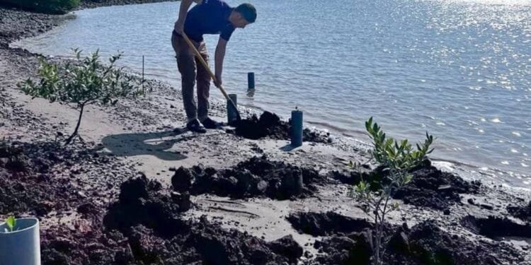 Eco body plants over 11,000 mangrove seedlings in Sharjah