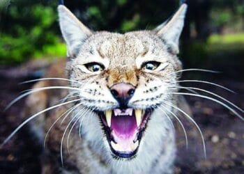 Egyptian Lynx crosses border, attacks Israeli soldiers near Mount Harif