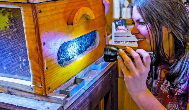 the farm babe michelle miller shines a flashlight into a box of bees at walker farms in north fort myers florida photo reuters