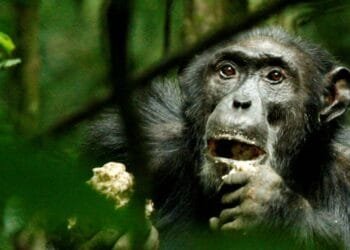 Genetic makeup of wild chimpanzees adapts to local habitat