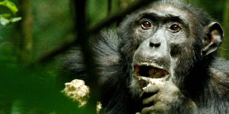 Genetic makeup of wild chimpanzees adapts to local habitat