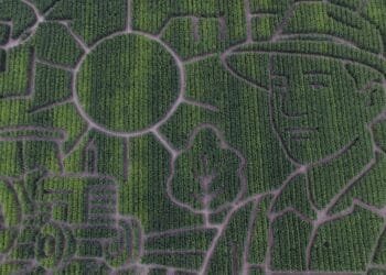 Giant Northern California corn maze lets visitors enjoy getting lost