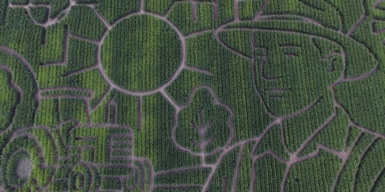 Giant Northern California corn maze lets visitors enjoy getting lost