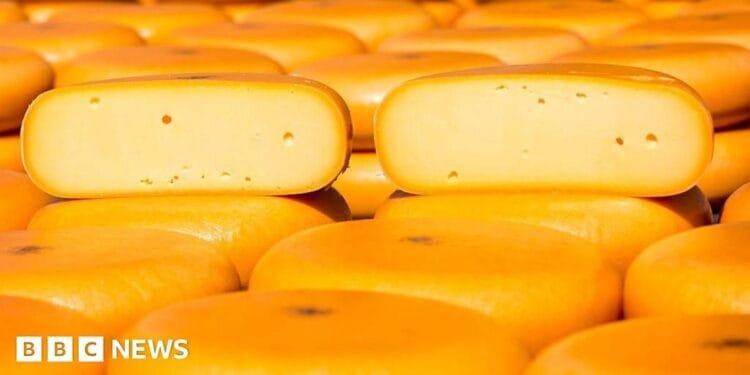 A picture of Gouda cheese in the Netherlands