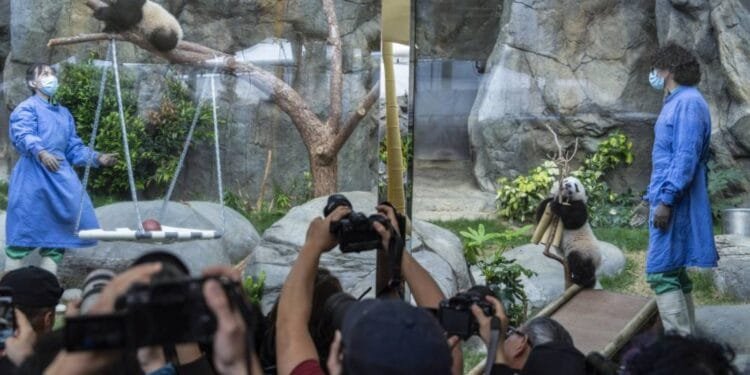 Hong Kong residents compete to name twin panda cubs who just turned 6 months old 1 Hong Kong residents compete to name twin panda cubs who just turned 6 months old