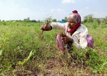India’s crop insurance leaves vulnerable farmers exposed