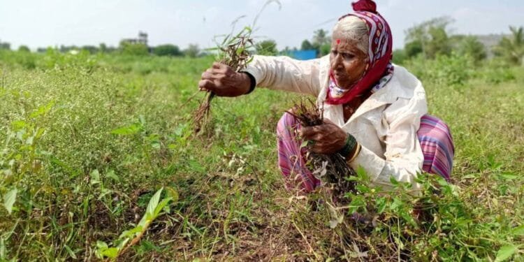 India’s crop insurance leaves vulnerable farmers exposed