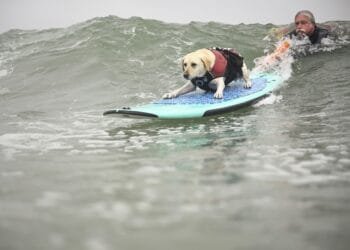Labradors, terriers and spaniels turn surfing sensations in US contest