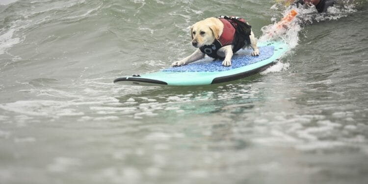 Labradors, terriers and spaniels turn surfing sensations in US contest 1 Labradors, terriers and spaniels turn surfing sensations in US contest