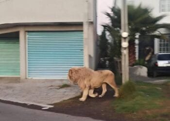 Lion freely roaming the streets of Mexico causes panic among residents