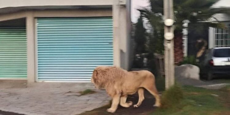 Lion freely roaming the streets of Mexico causes panic among residents