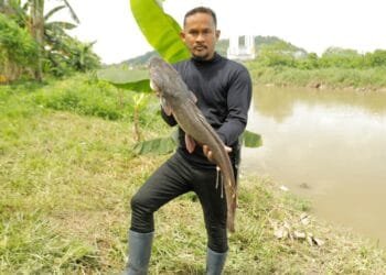 Malaysia’s ‘fish hunters’ target invasive species, one catch at a time