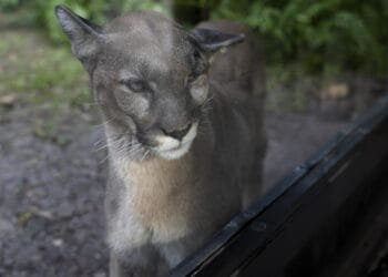 Many animals and plants are losing their genetic diversity, making them more vulnerable