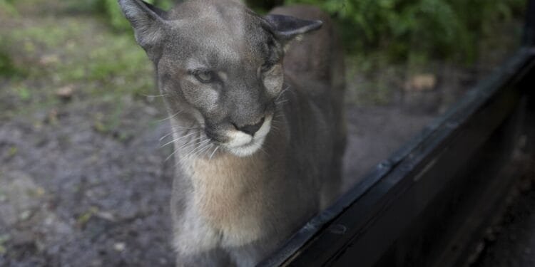 Many animals and plants are losing their genetic diversity, making them more vulnerable