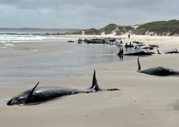 More than 150 false killer whales stranded on beach in Australia’s Tasmania