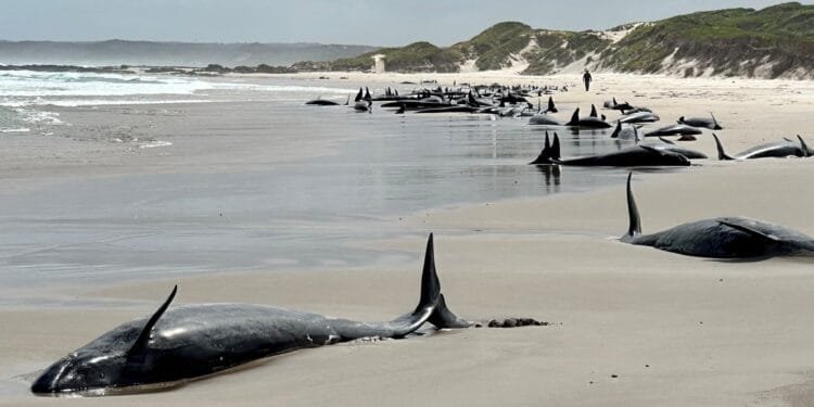 More than 150 false killer whales stranded on beach in Australia’s Tasmania