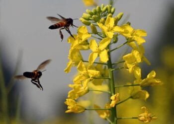 Pakistan beekeepers widen pursuit of flowers