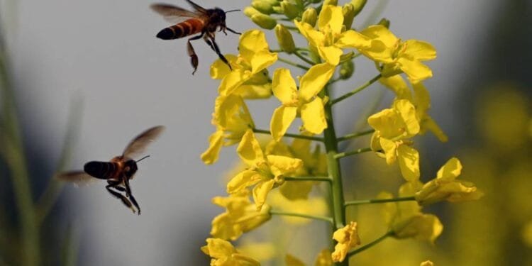 Pakistan beekeepers widen pursuit of flowers