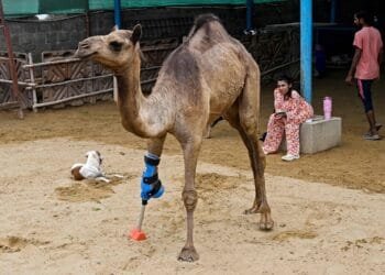 Pakistani camel relearns to walk with prosthetic leg