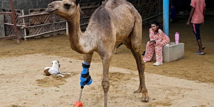 Pakistani camel relearns to walk with prosthetic leg
