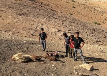 Palestinian child shot dead in West Bank by Israeli forces amid land grabs