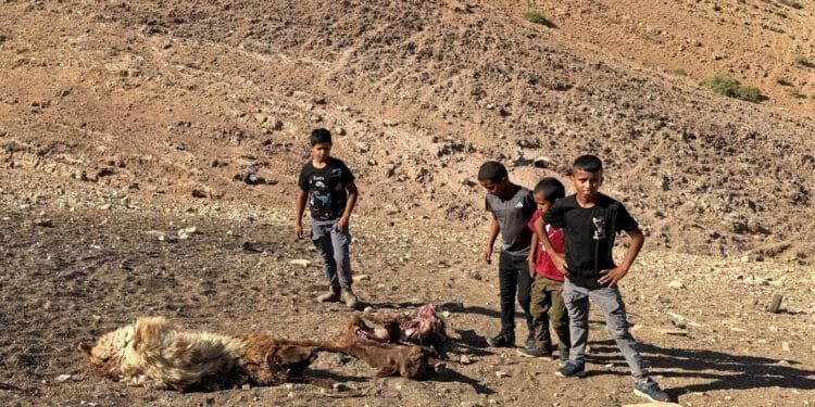 Palestinian child shot dead in West Bank by Israeli forces amid land grabs