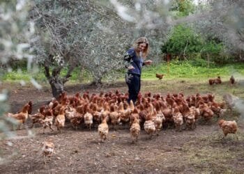 'Retired' hens revitalise Cyprus olive groves