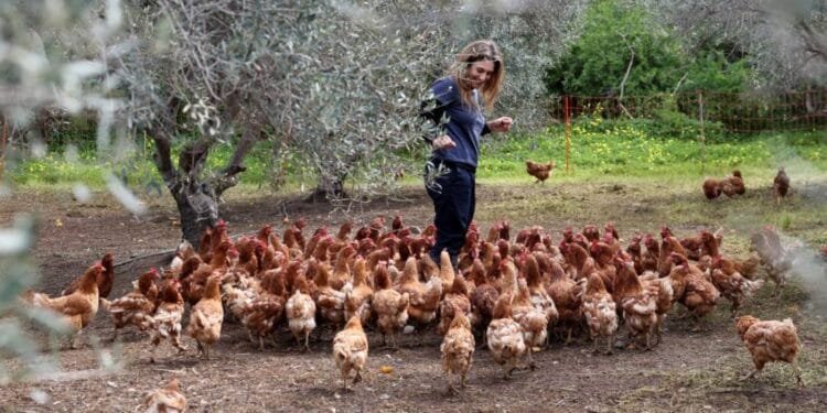 'Retired' hens revitalise Cyprus olive groves