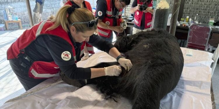 Rocky the bear abused in 35 fights rescued in Pakistan