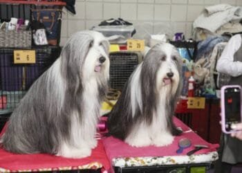 Sassy 'Wrassy': Dog show features creatures with fancy names